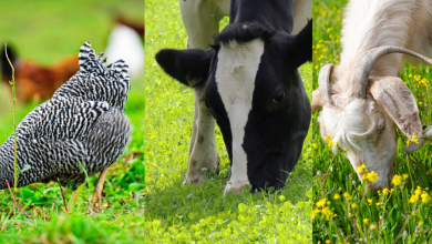 harnessing-the-benefits-of-mixed-pasture-seed:-enhancing-grazing-quality-and-sustainability
