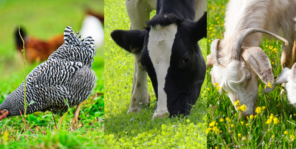 harnessing-the-benefits-of-mixed-pasture-seed:-enhancing-grazing-quality-and-sustainability